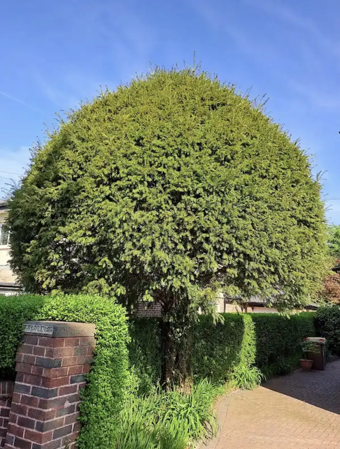 Large shaped evergreen tree beside a driveway