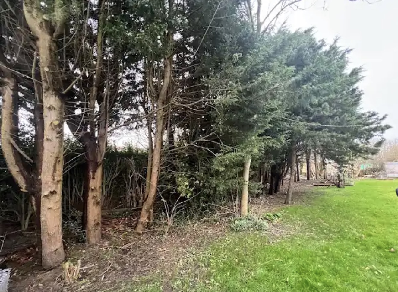 Dense trees along the edge of a lawn before work