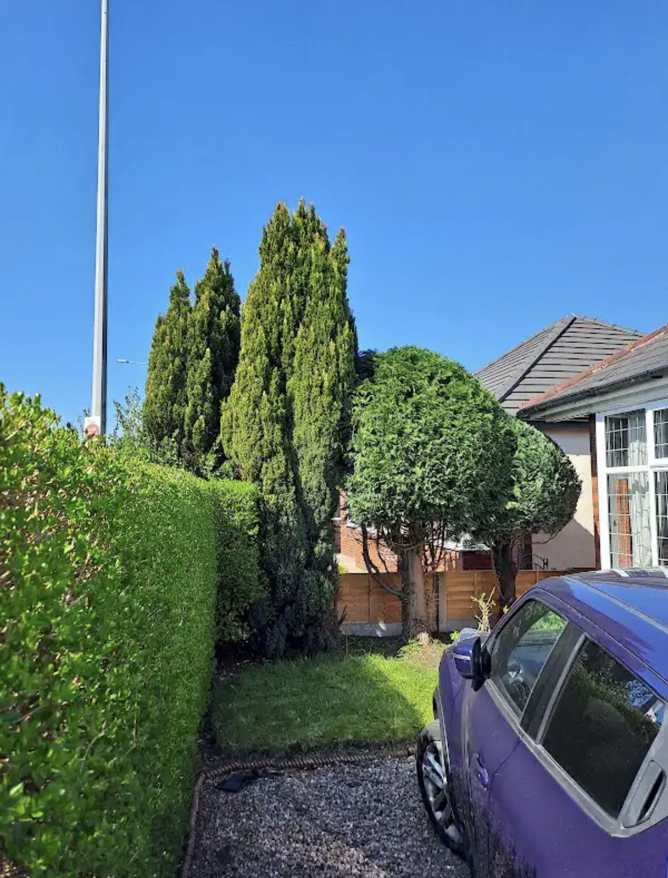 Garden with tall conifers and established boundary hedging