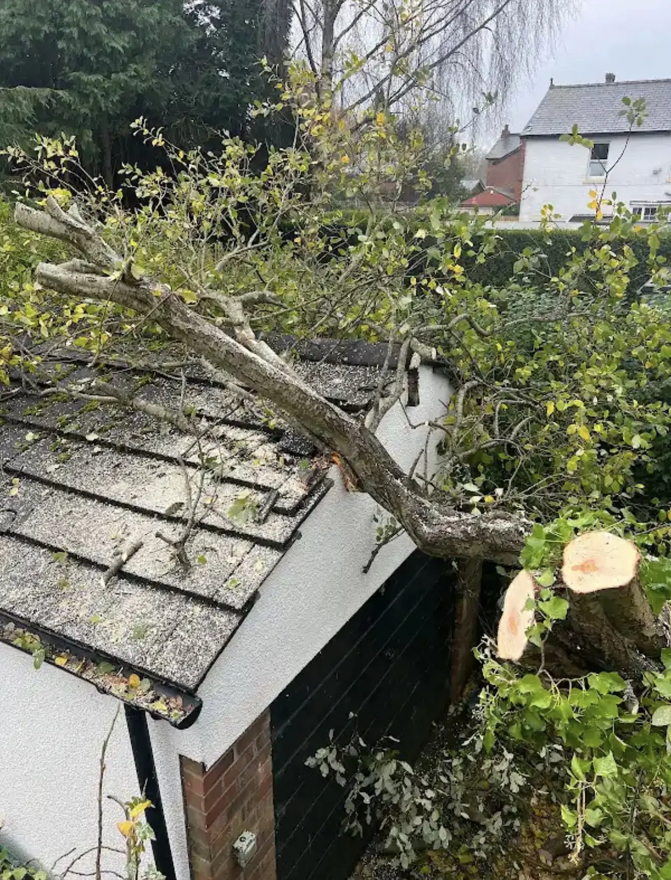 Fallen tree resting across the roof of a garden outbuilding
