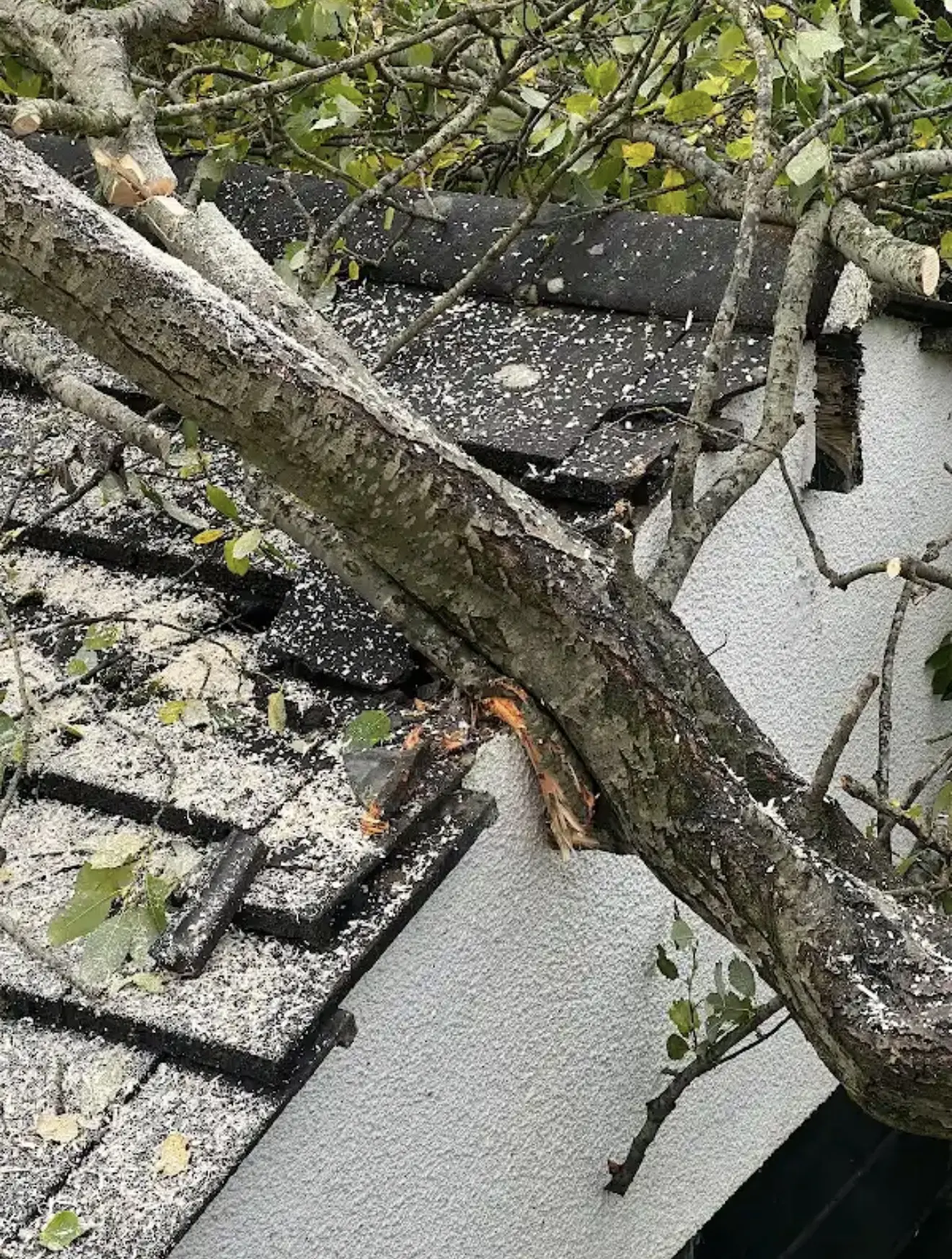 Close view of a fallen tree trunk against the edge of an outbuilding roof