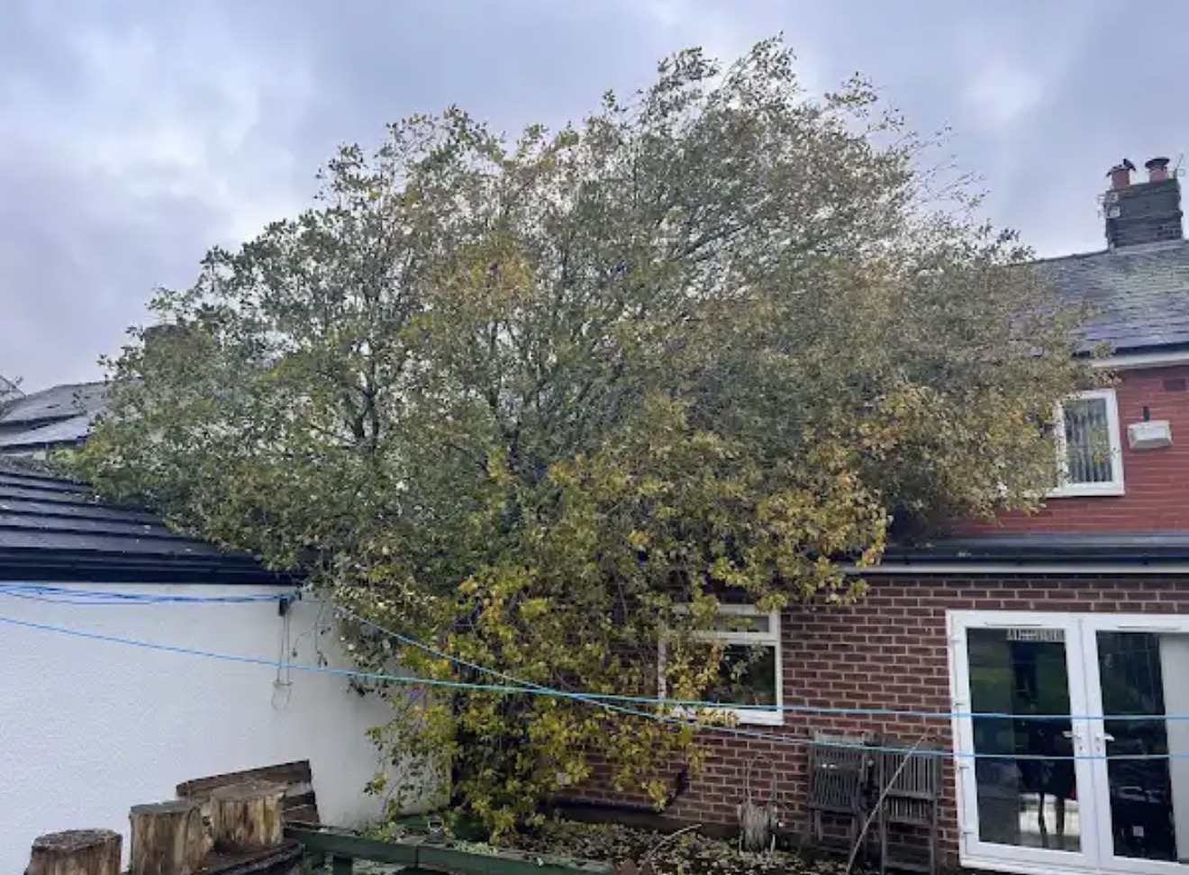 Large tree growing close to a house and outbuildings