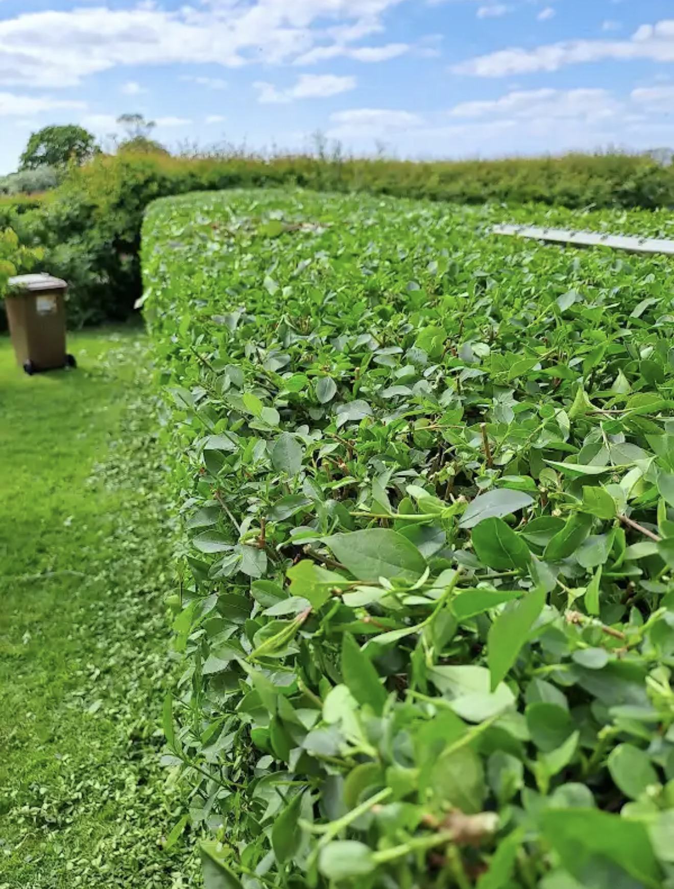 A hedge completed by Bespoke Tree Services