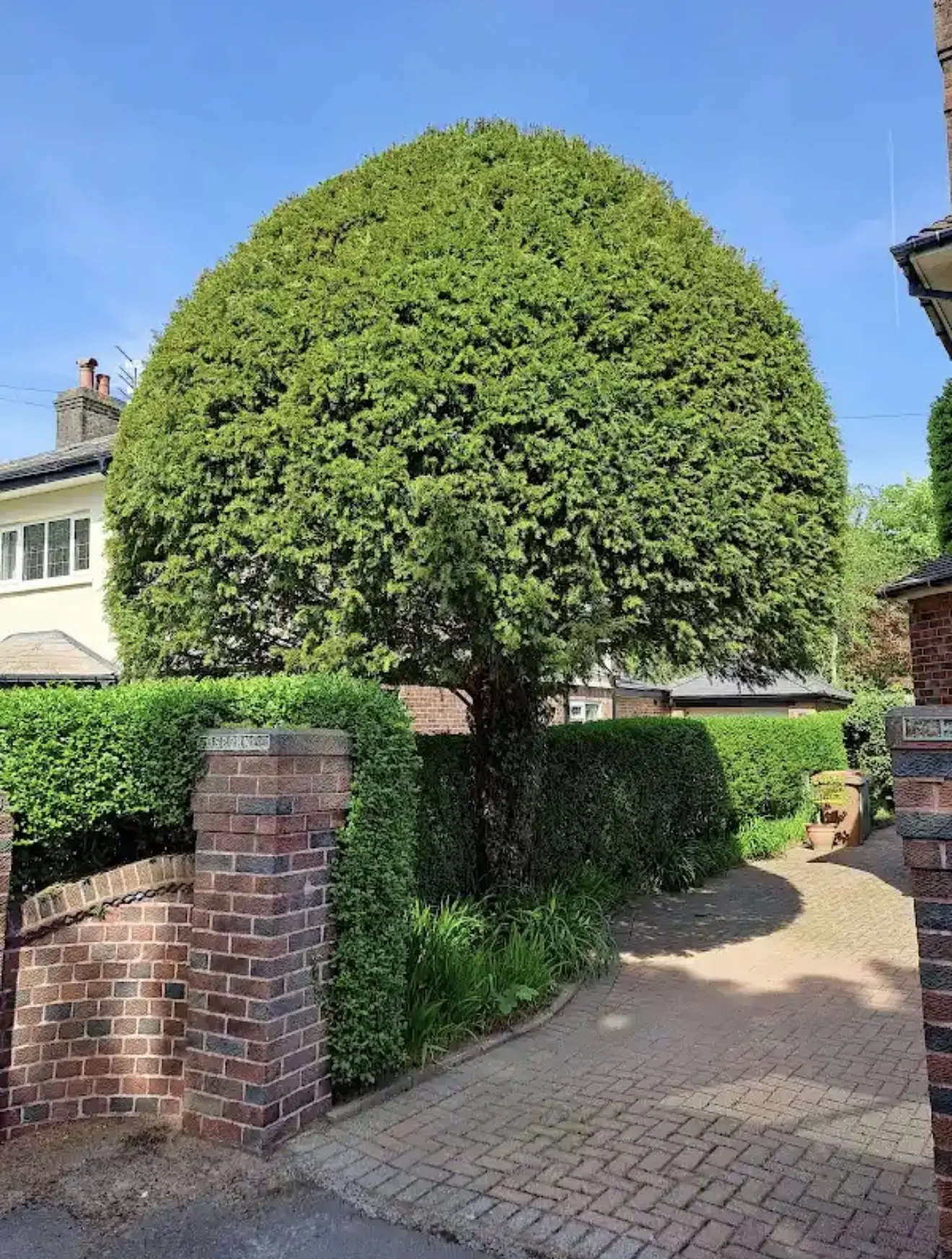 Shaped evergreen tree viewed from the driveway entrance