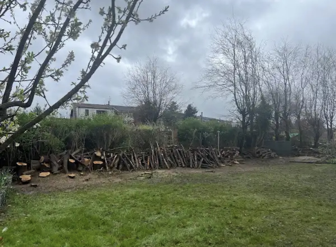 Cleared garden boundary with cut timber stacked neatly