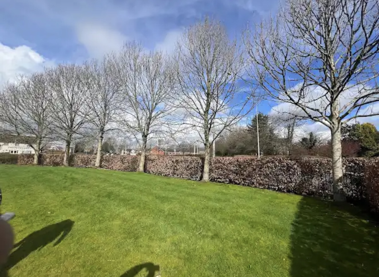 Row of established trees along a garden boundary